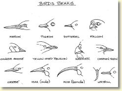 birds beaks1.jpg